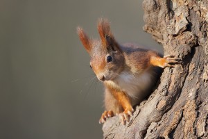 Rote Eichhörnchen