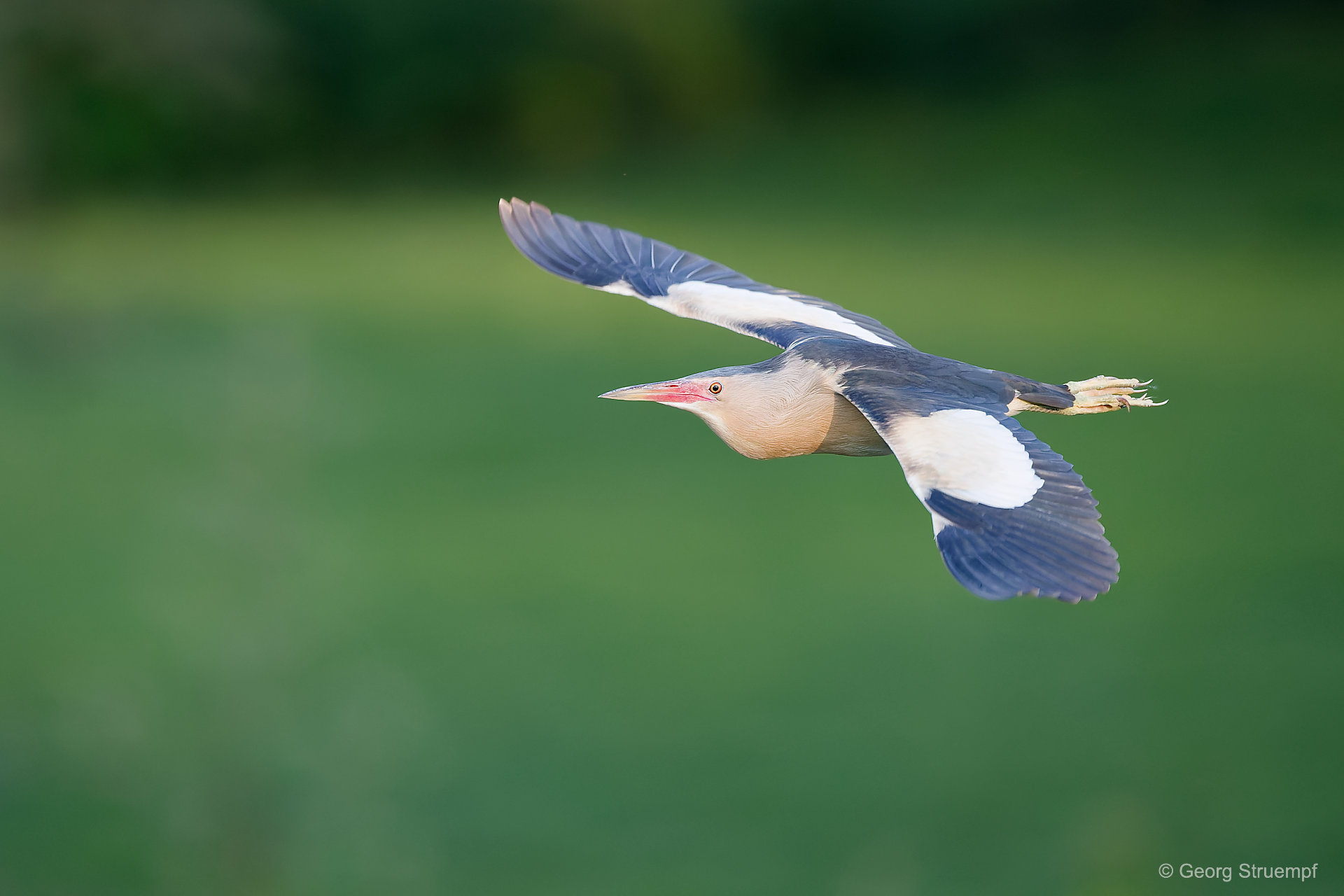 Zwergdommel, kleinster Reiher Europas