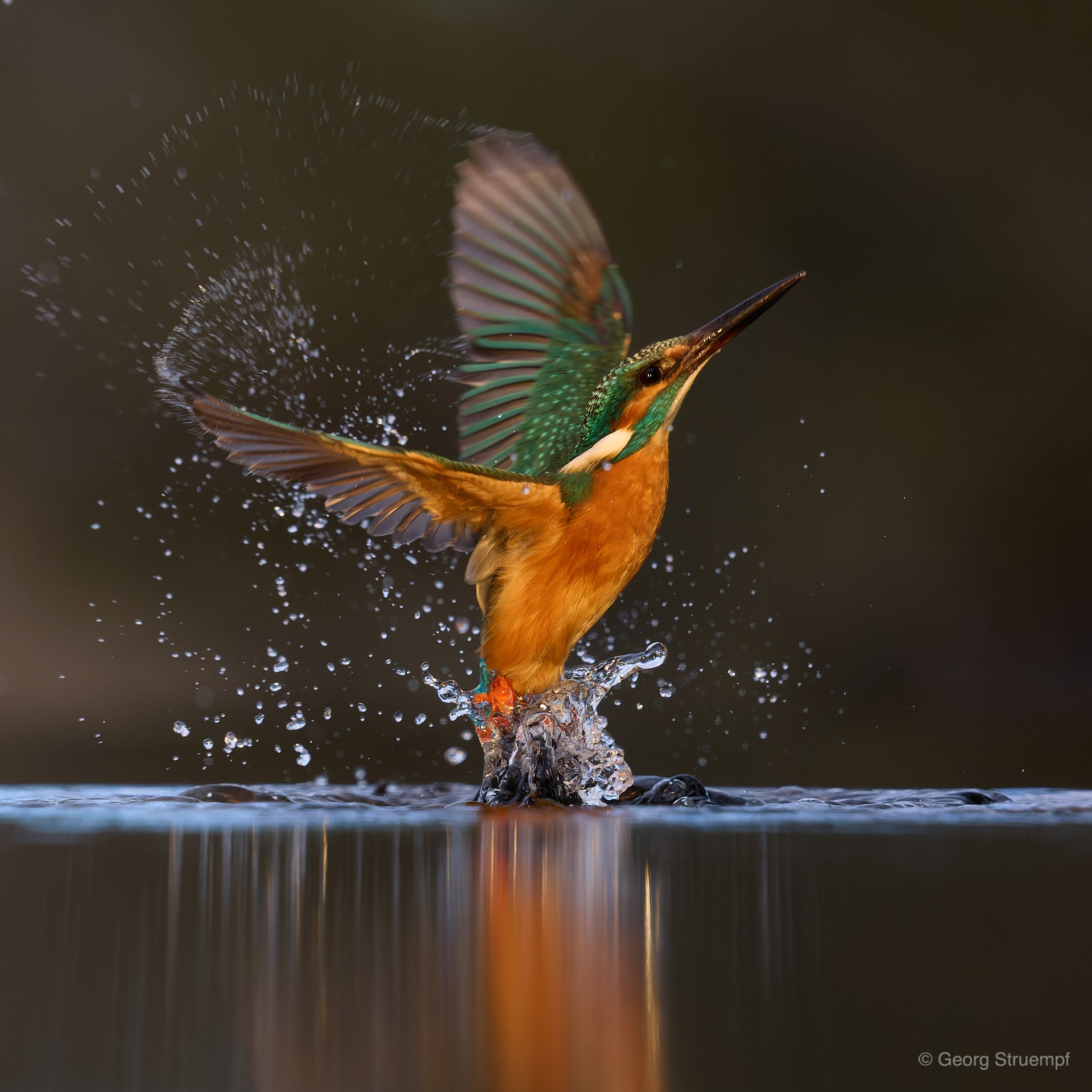 Kingfisher