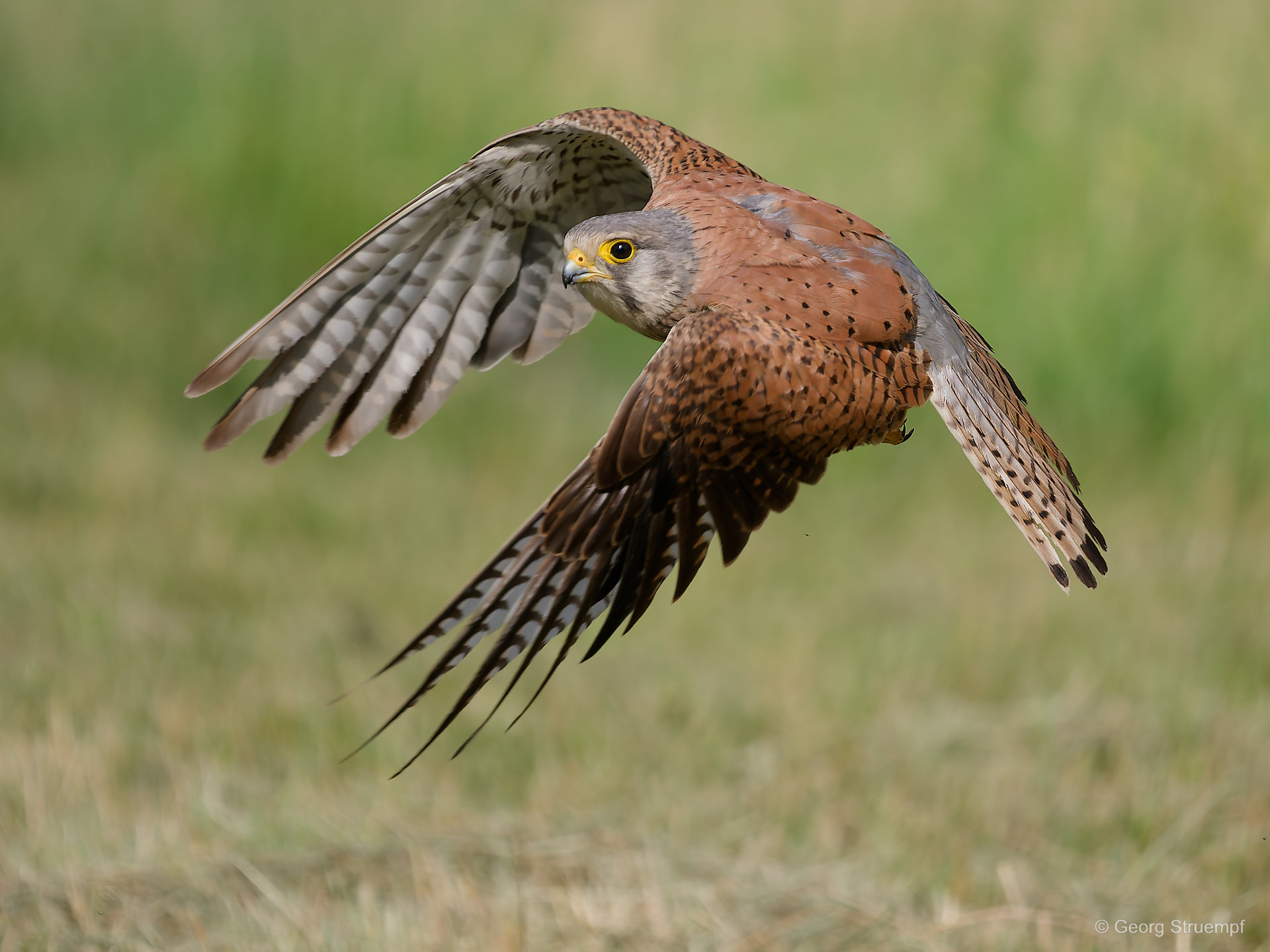 Turmfalke