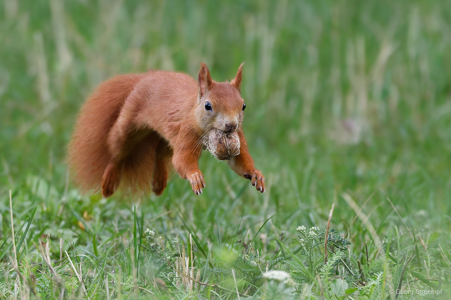 Rotes Eichhörnchen